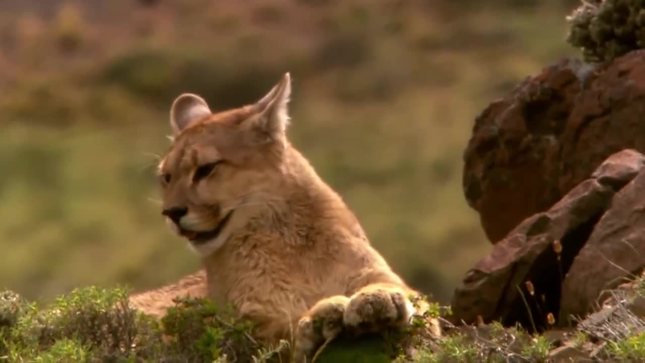 Lions is King But Fail! Mother Bear Save Her Baby From Puma Hunting, Giraffe vs Lions