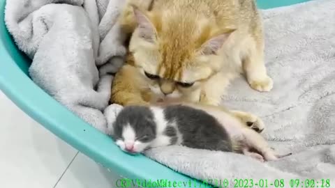 Mom cat licks adopted kitten like her own