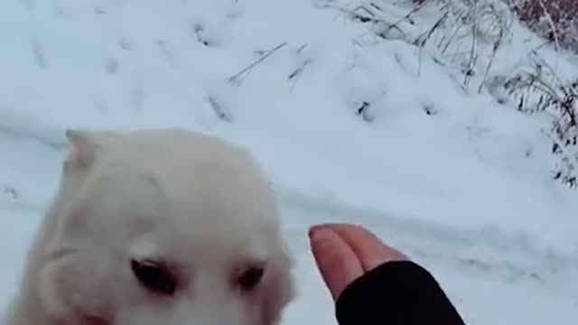 The dog's ability to love unconditionally