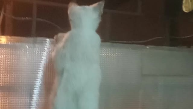 Gatinho fofo marocando a rua