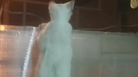 Gatinho fofo marocando a rua