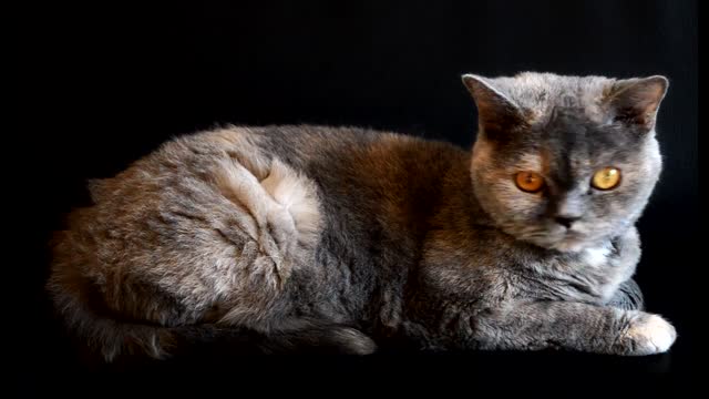 Playful big eyes cat