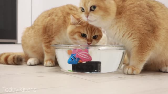 Funny Kittens Catch a Fish: Too amusing and too adorable