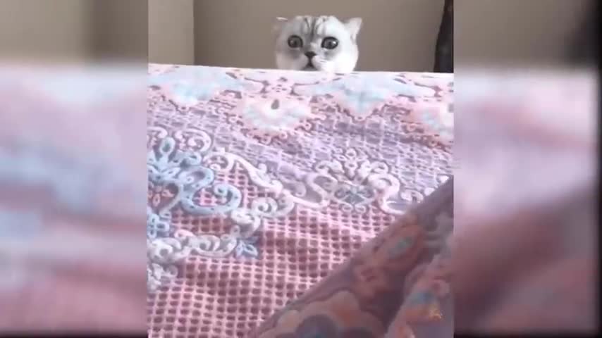 Little cat funny moments