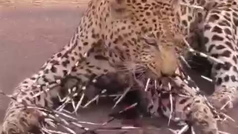 The aftermath of trying to eat a porcupine 🥴