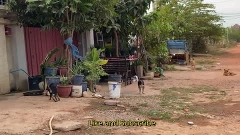 Angry Dogs Barking People On Part - Pets Blogger Video - Street Dogs