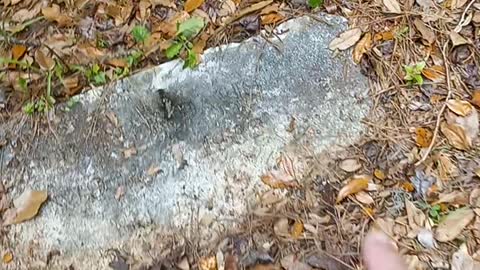 A quick pop-in to an abandoned cemetery in Hastings, FL.