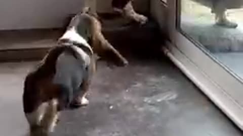 Dog teaches young puppy how to open the Door 🚪