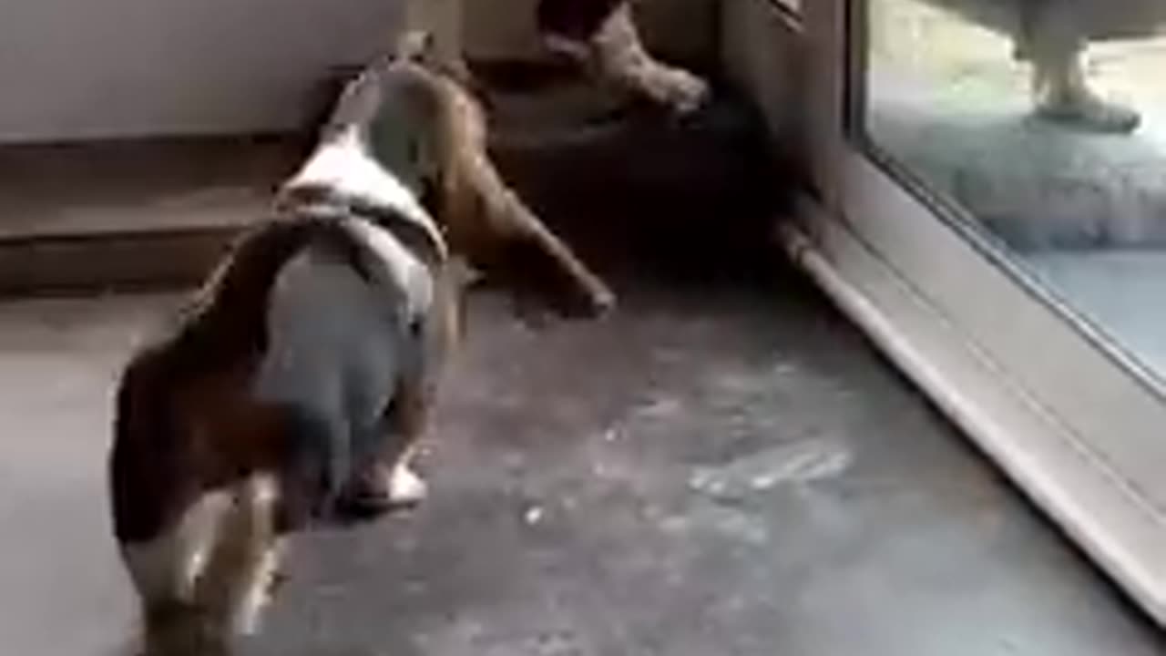 Dog teaches young puppy how to open the Door 🚪