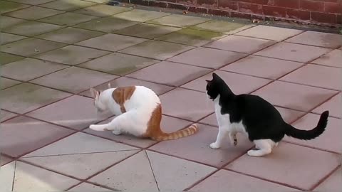 Funny ! Territorial Cat Vs Bird