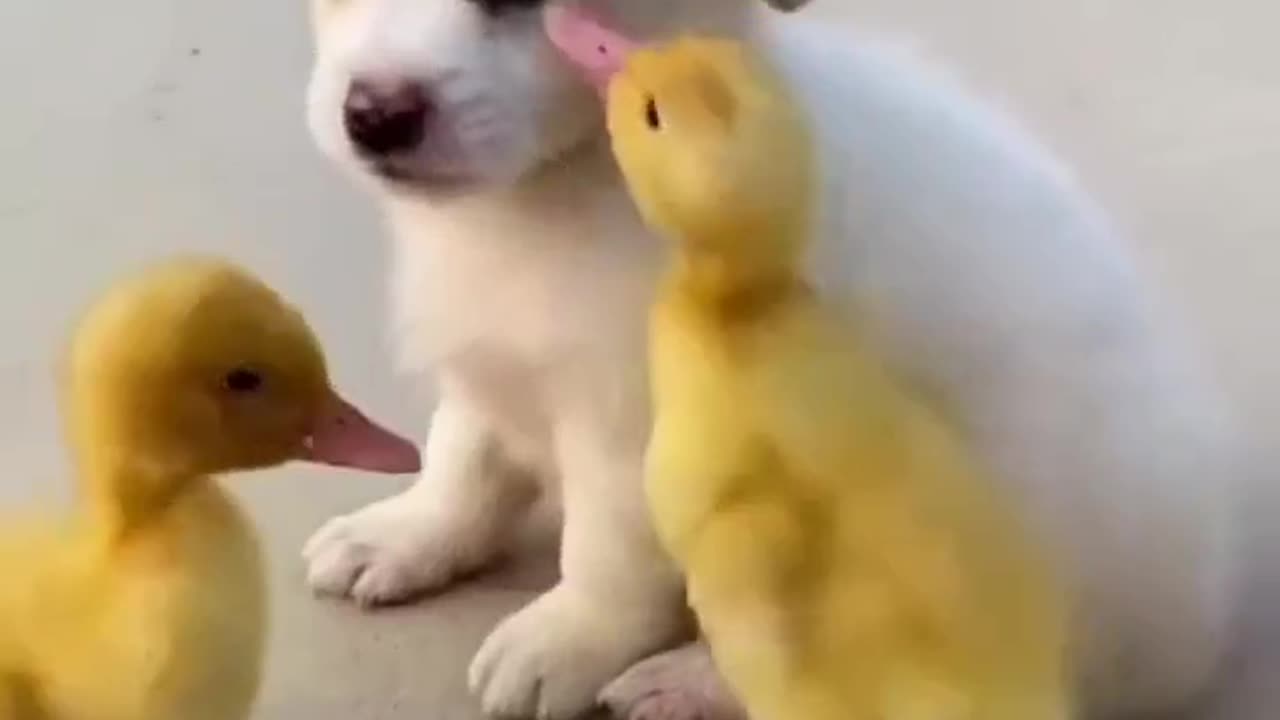 Who Will Win The Puppy Or The Duckling #shorts #shortvideo #video #virals #videoviral