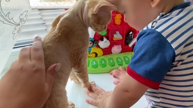 A Cute Baby Playing with His Toys and Cat