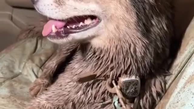 Akira The Husky Is Covered In Mud