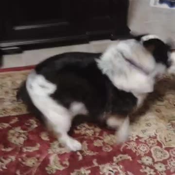 Sugar kills a goose!