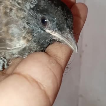 Most Beautiful bird on my hand | lovely and small birds video | funny animals video