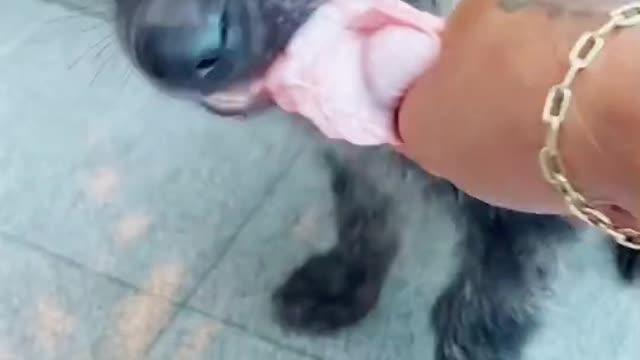 Puppy goes to the owner to eat a fresh chicken