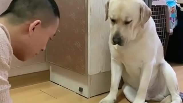 Funny Dog| YOU'LL HAVE STOMACH ACHE FROM LAUGHING SO HARD🐶😂