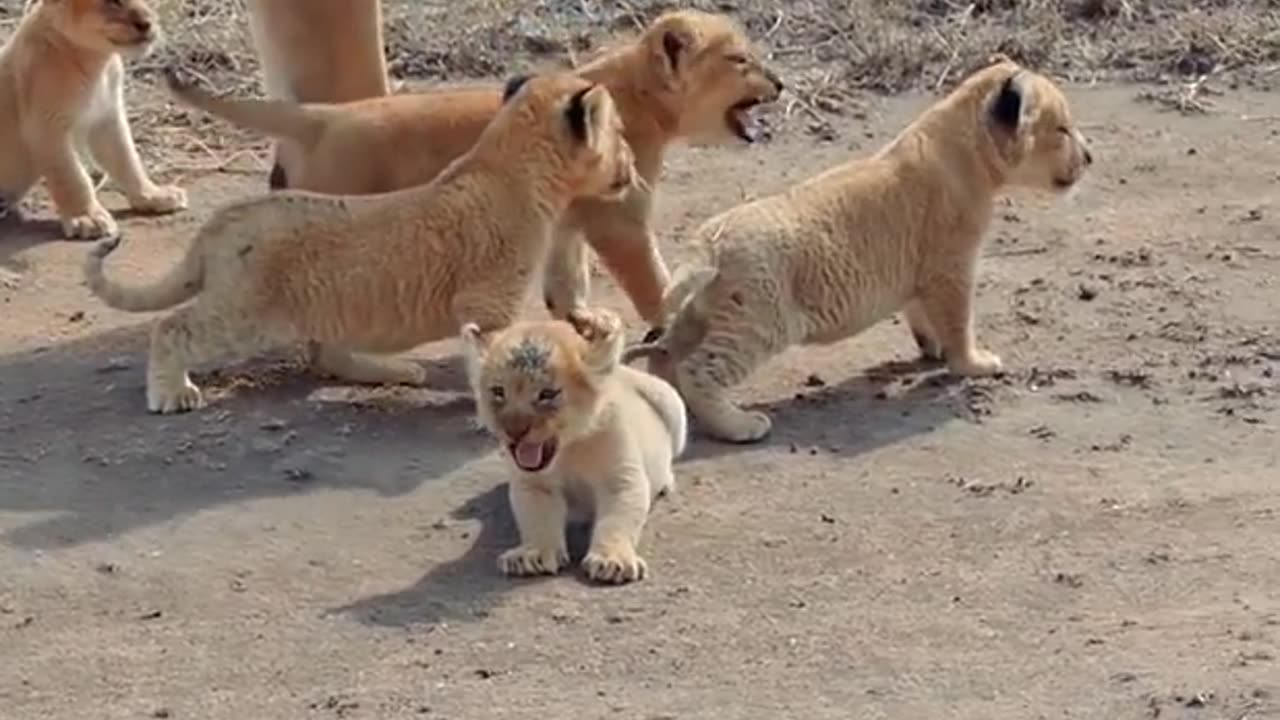 Cute Baby Lions #LionCubs #Littlelion #Baby #Mom