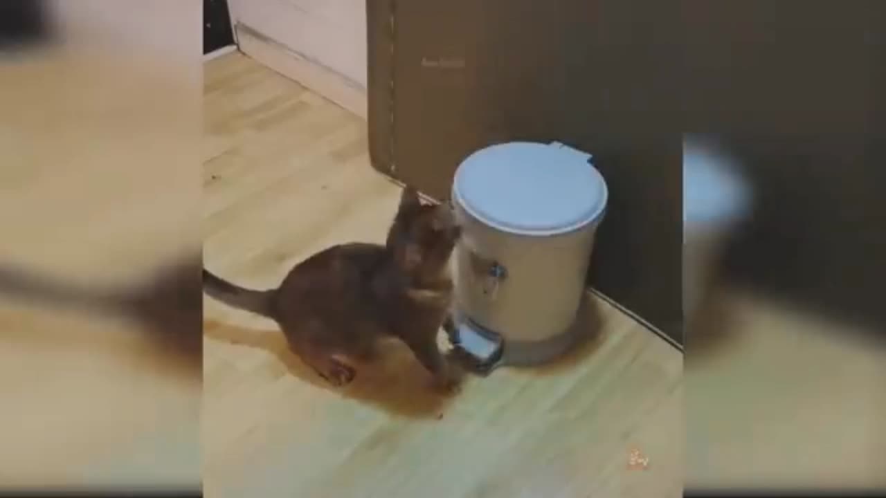 Baby Cats - Cute and Funny Cat Videos Compilations
