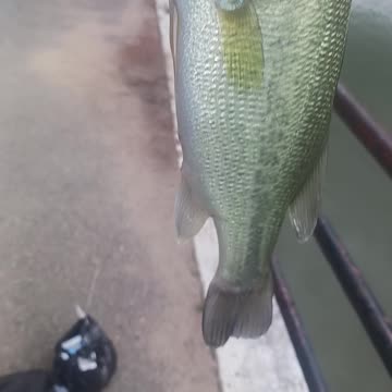 Largemouth bass.