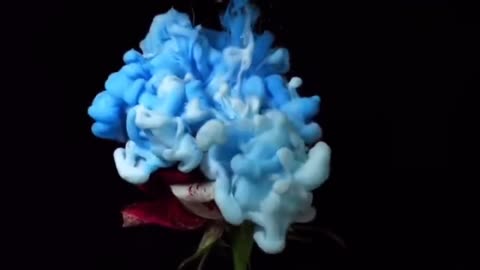 Wouldn't it be a little boring to shoot only static flowers?