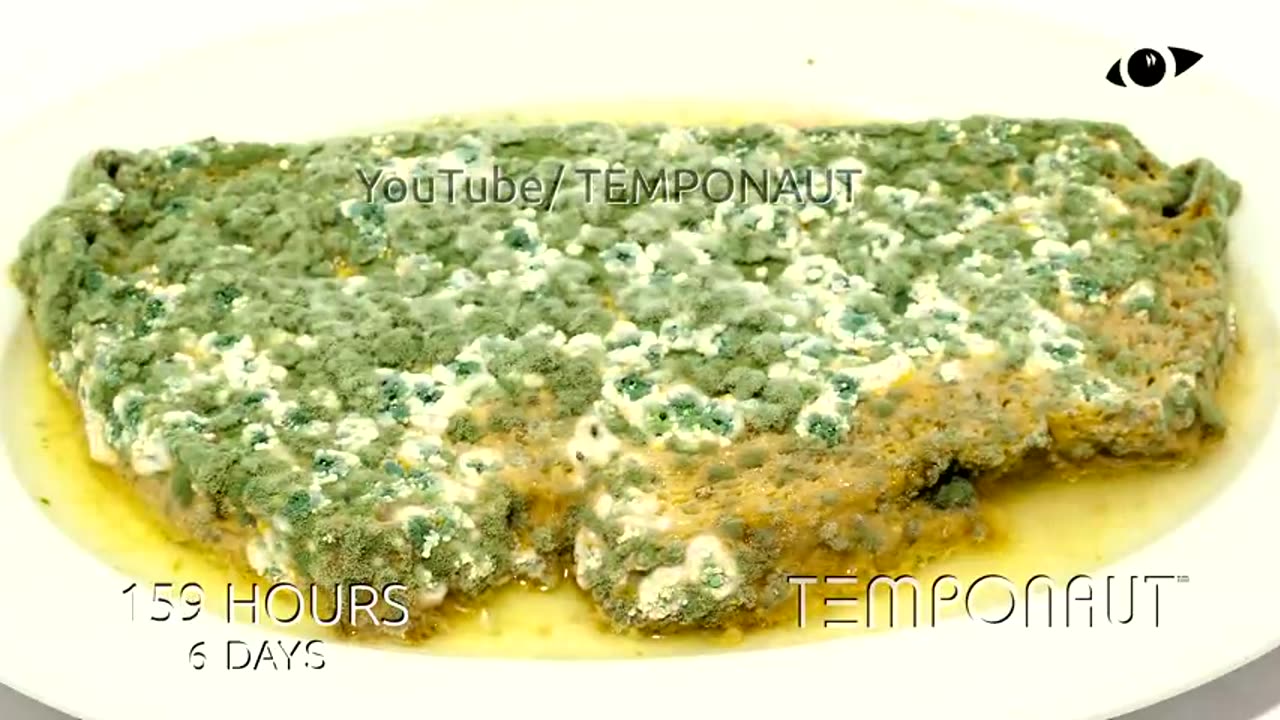 Bread in Water Timelapse