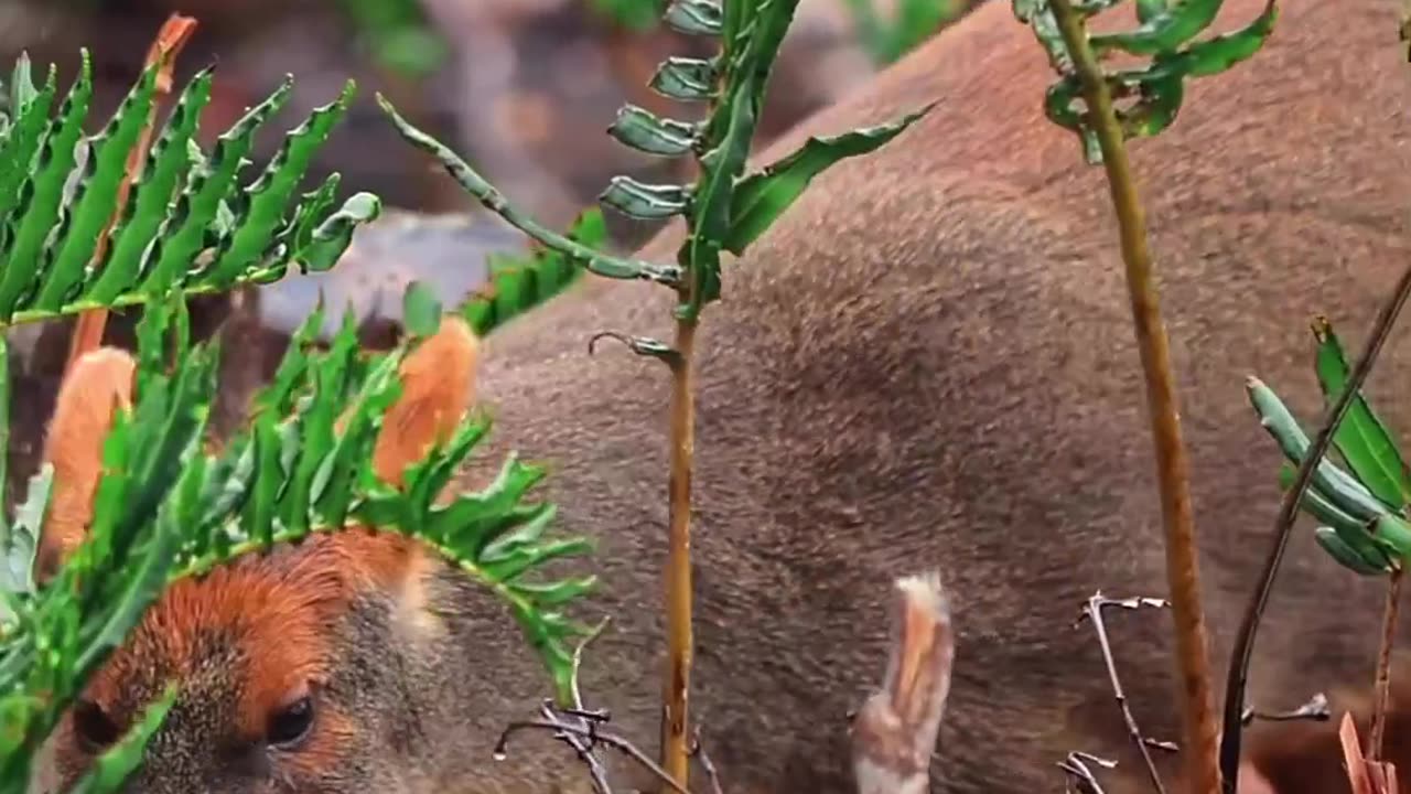 THIS IS A PUDU THE SMALLEST DEER IN THE WORLD