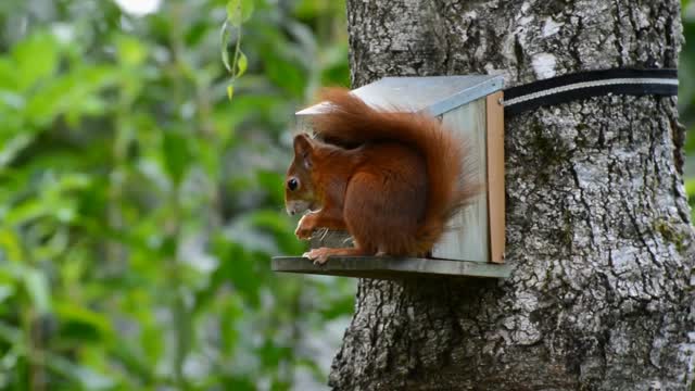 Red squirrel or red squirrel (Sciurus vulgaris)