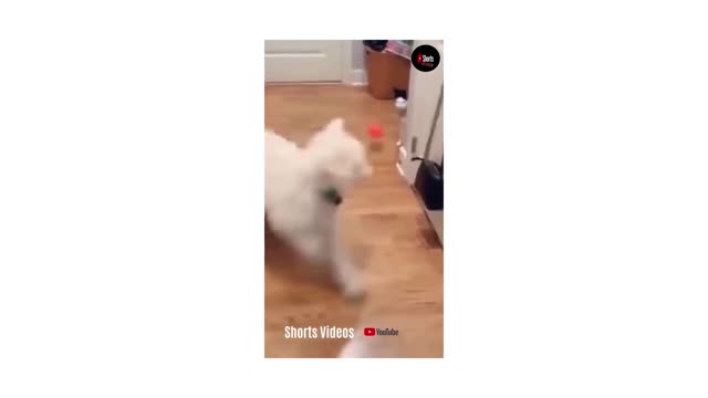 Cats and dogs fighting very funny😂|| Try not to la