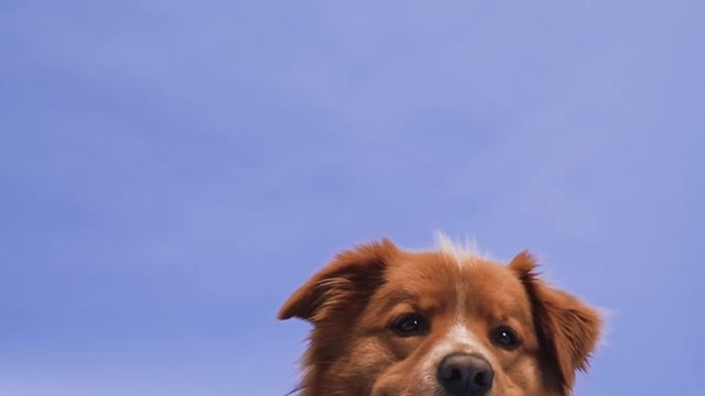 Cute funny dog video