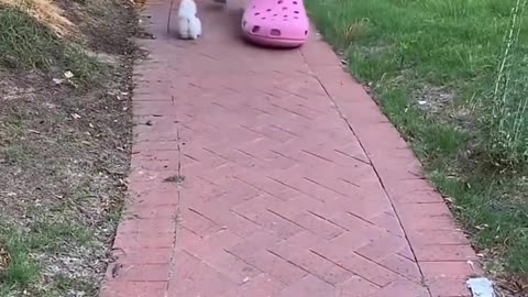 Very nice and white dogs 😍😍