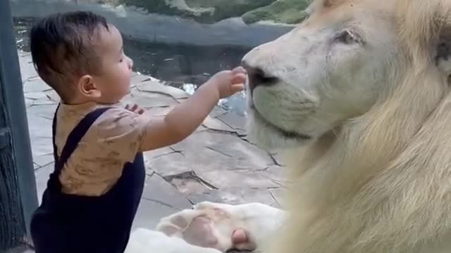 Baby playing with lion