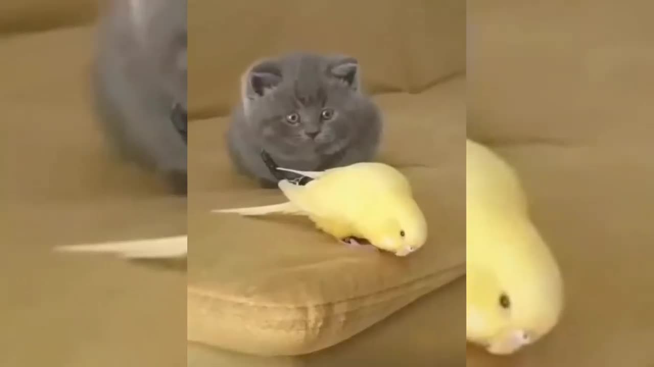 funny animal video of birds