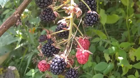 Blackberries