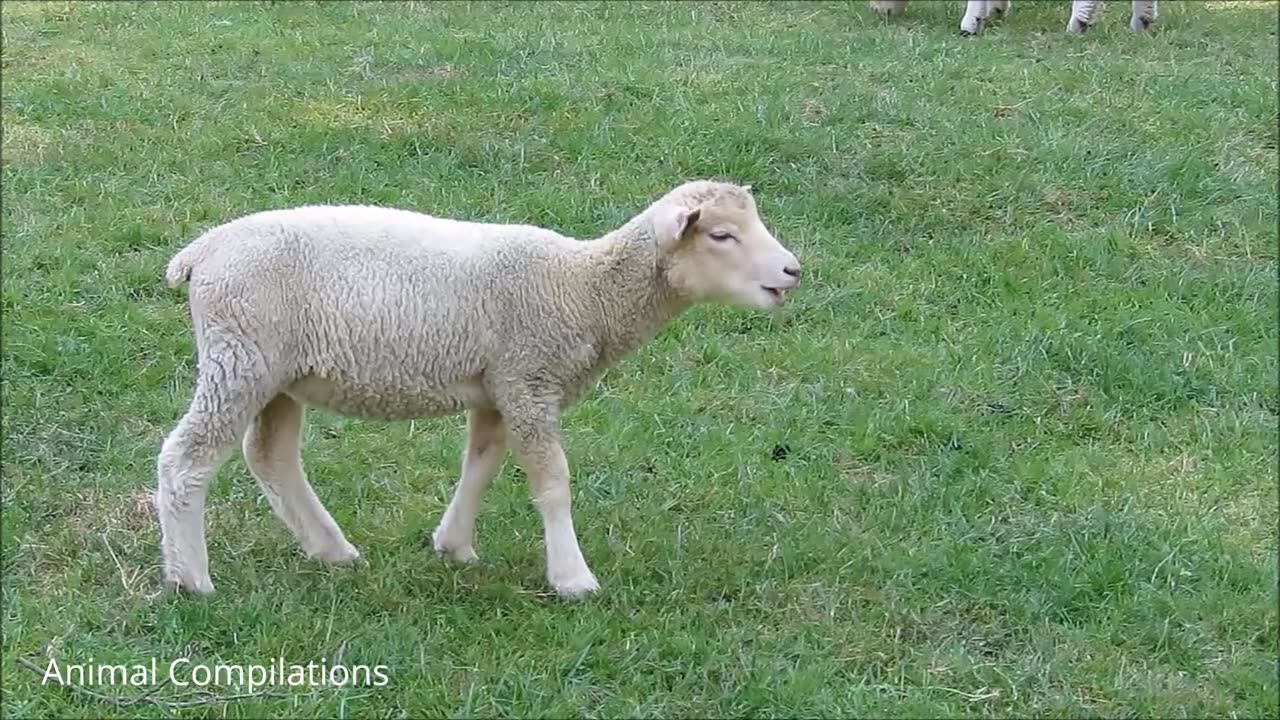 LITTLE LAMB [SHEEP] GOES BAAAA