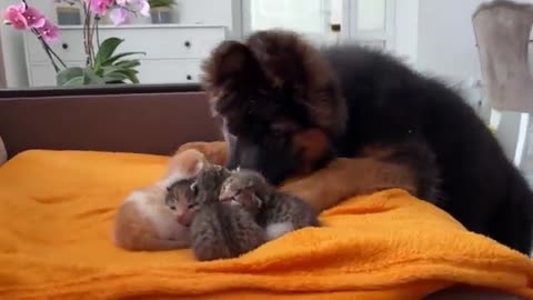 German Shepherd Puppy Reacts to Baby Kittens