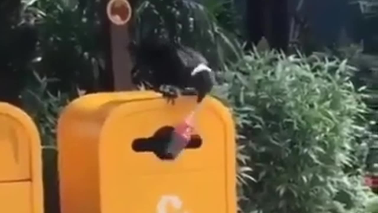 This Crow is Smarter Than a Human #shorts #viral #shortsvideo #video