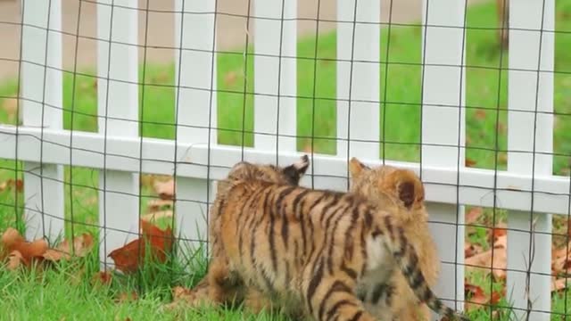 Liger animal