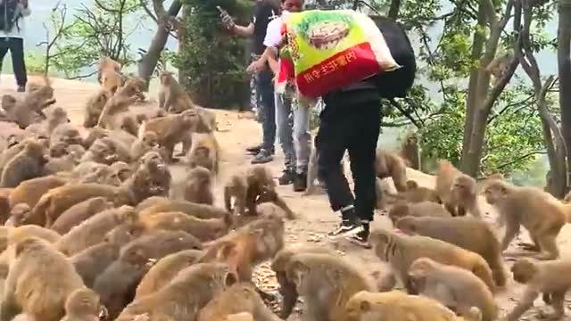 funny monkeys eating / monkeys daily life