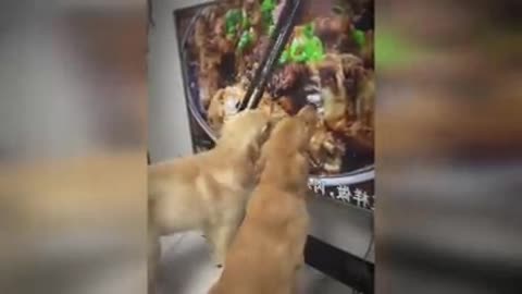 Funest funny cat and dogs video