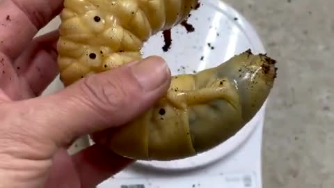 Giant Beetle Larvae