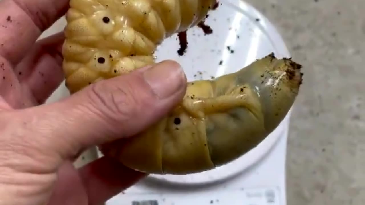 Giant Beetle Larvae