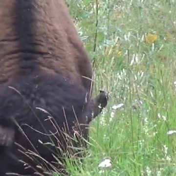 Buffalo Bison Buffalo Bull Bull Nature Wildlife