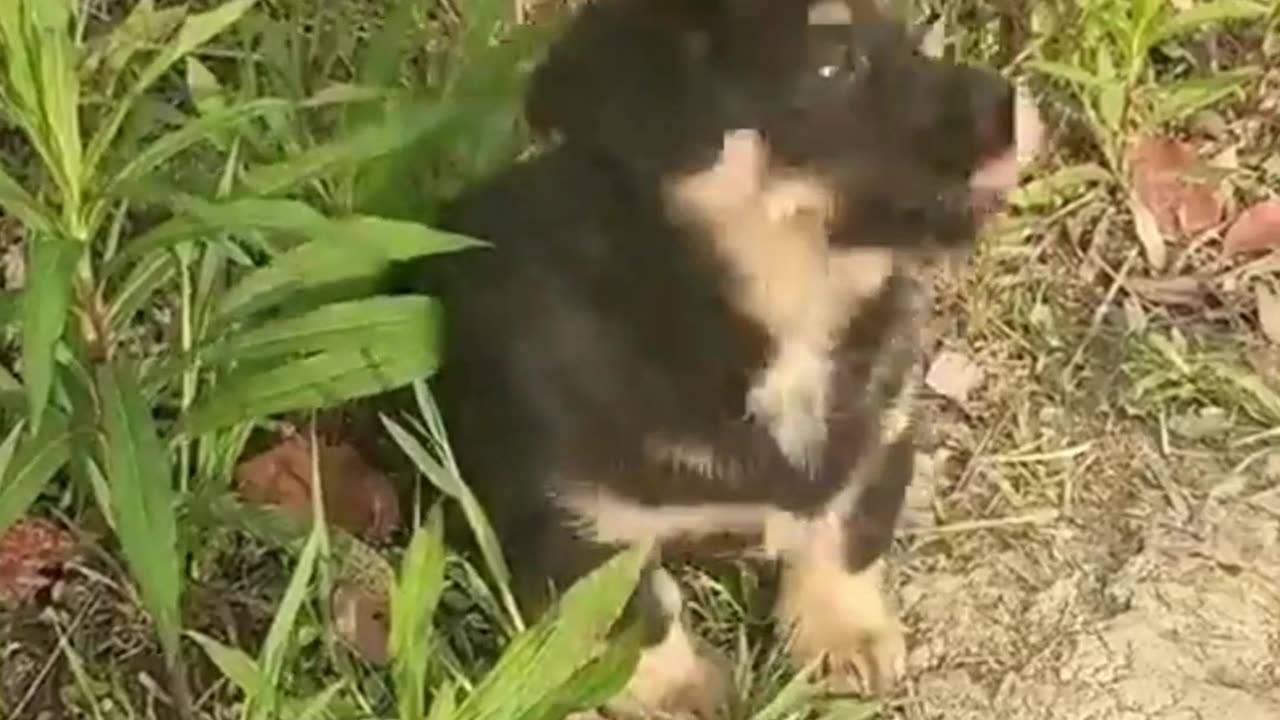 Cute Puppies Barking