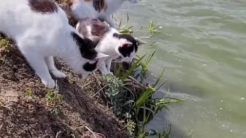 Waterproof Cats