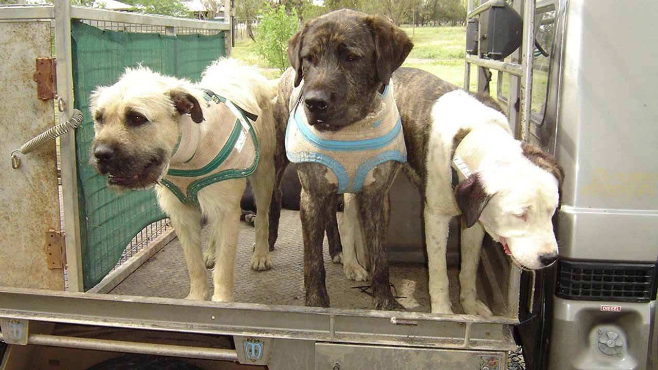 Some pics and a video