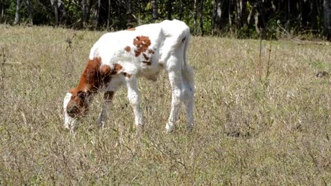 Calf Heifer Mammal Farm Pasture Grass Animal