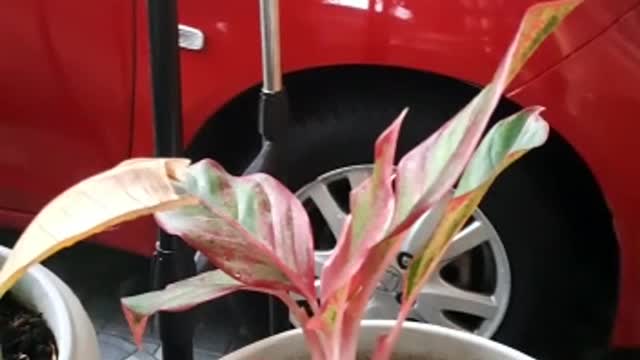 Gorgeous pink Aglonema in a pot