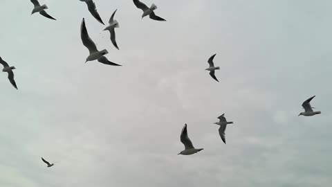 Birds flying in the sky