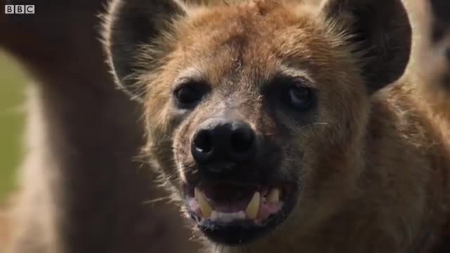 Hyena pack attacks lion - FULL CLIP - Dynasties_Cut2